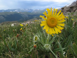 Old Man of the Mountain wildflower in a Mountain Setting